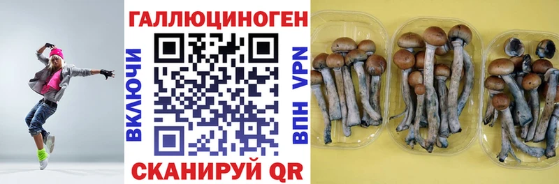 Псилоцибиновые грибы Psilocybe  Купить где  Торопец 